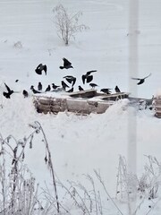 Kråke (Corvus cornix)