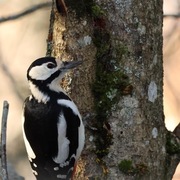 Flaggspett (Dendrocopos major)