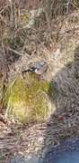 Nøtteskrike (Garrulus glandarius)