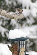 Gråsisik (Carduelis flammea)