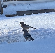 Nøtteskrike (Garrulus glandarius)