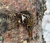 Trekryper (Certhia familiaris)