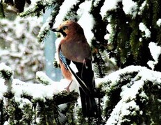 Nøtteskrike (Garrulus glandarius)