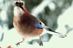 Nøtteskrike (Garrulus glandarius)