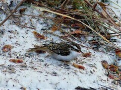 Trekryper (Certhia familiaris)