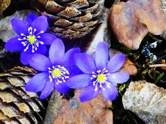 Blåveis (Hepatica nobilis)