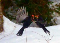 Svarttrost (Turdus merula)