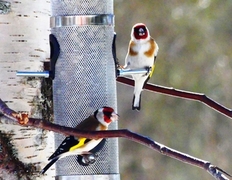 Stillits (Carduelis carduelis)