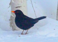 Svarttrost (Turdus merula)