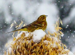 Gulspurv (Emberiza citrinella)