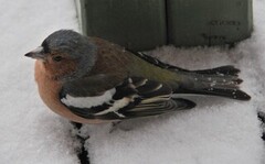 Bokfink (Fringilla coelebs)