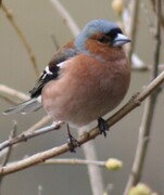 Bokfink (Fringilla coelebs)