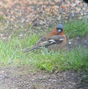 Bokfink (Fringilla coelebs)