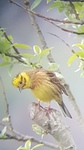 Gulspurv (Emberiza citrinella)