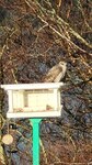 Spurvehauk (Accipiter nisus)