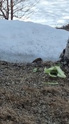 Sivspurv (Emberiza schoeniclus)