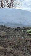 Sivspurv (Emberiza schoeniclus)