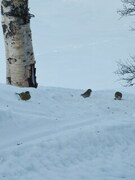 Grønnfink (Carduelis chloris)