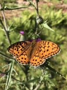 Adippeperlemorvinge (Argynnis adippe)