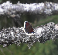 Sørgekåpe (Nymphalis antiopa)