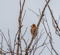 Kjernebiter (Coccothraustes coccothraustes)