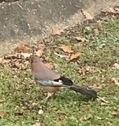 Nøtteskrike (Garrulus glandarius)