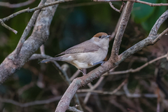 Munk (Sylvia atricapilla)