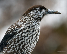 Nøttekråke (Nucifraga caryocatactes)