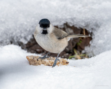 Løvmeis (Poecile palustris)