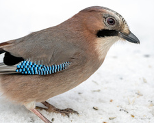Nøtteskrike (Garrulus glandarius)
