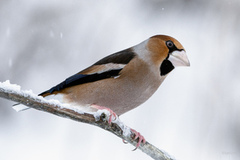 Kjernebiter (Coccothraustes coccothraustes)