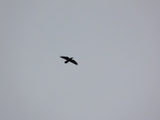 Ravn (Corvus corax)