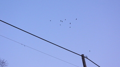 Ravn (Corvus corax)