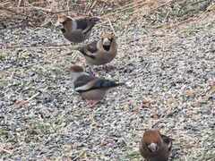 Kjernebiter (Coccothraustes coccothraustes)