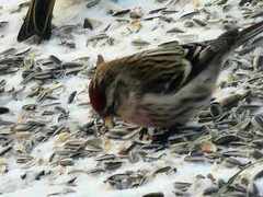 Gråsisik (Carduelis flammea)