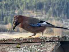 Nøtteskrike (Garrulus glandarius)