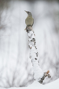 Gråspett (Picus canus)