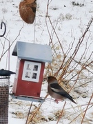 Kjernebiter (Coccothraustes coccothraustes)