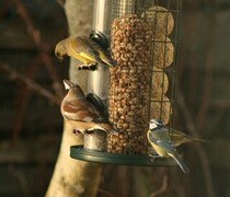 Kjernebiter (Coccothraustes coccothraustes)