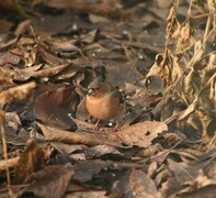 Bokfink (Fringilla coelebs)