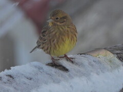 Gulspurv (Emberiza citrinella)