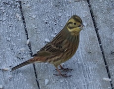 Gulspurv (Emberiza citrinella)