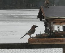 Nøtteskrike (Garrulus glandarius)