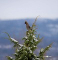 Sidensvans (Bombycilla garrulus)