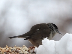 Munk (Sylvia atricapilla)