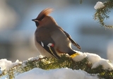 Sidensvans (Bombycilla garrulus)