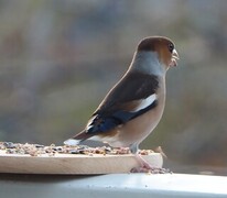 Kjernebiter (Coccothraustes coccothraustes)