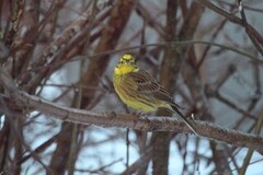 Gulspurv (Emberiza citrinella)