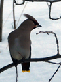 Sidensvans (Bombycilla garrulus)