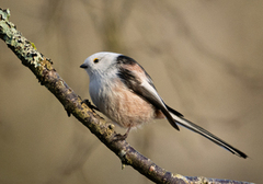 Stjertmeis (Aegithalos caudatus)